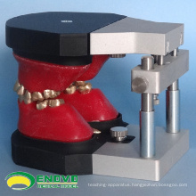DENTAL06(12565) Dental Orthodontic Teeth Typodont Models